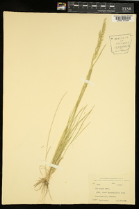 Poa secunda var. ampla image