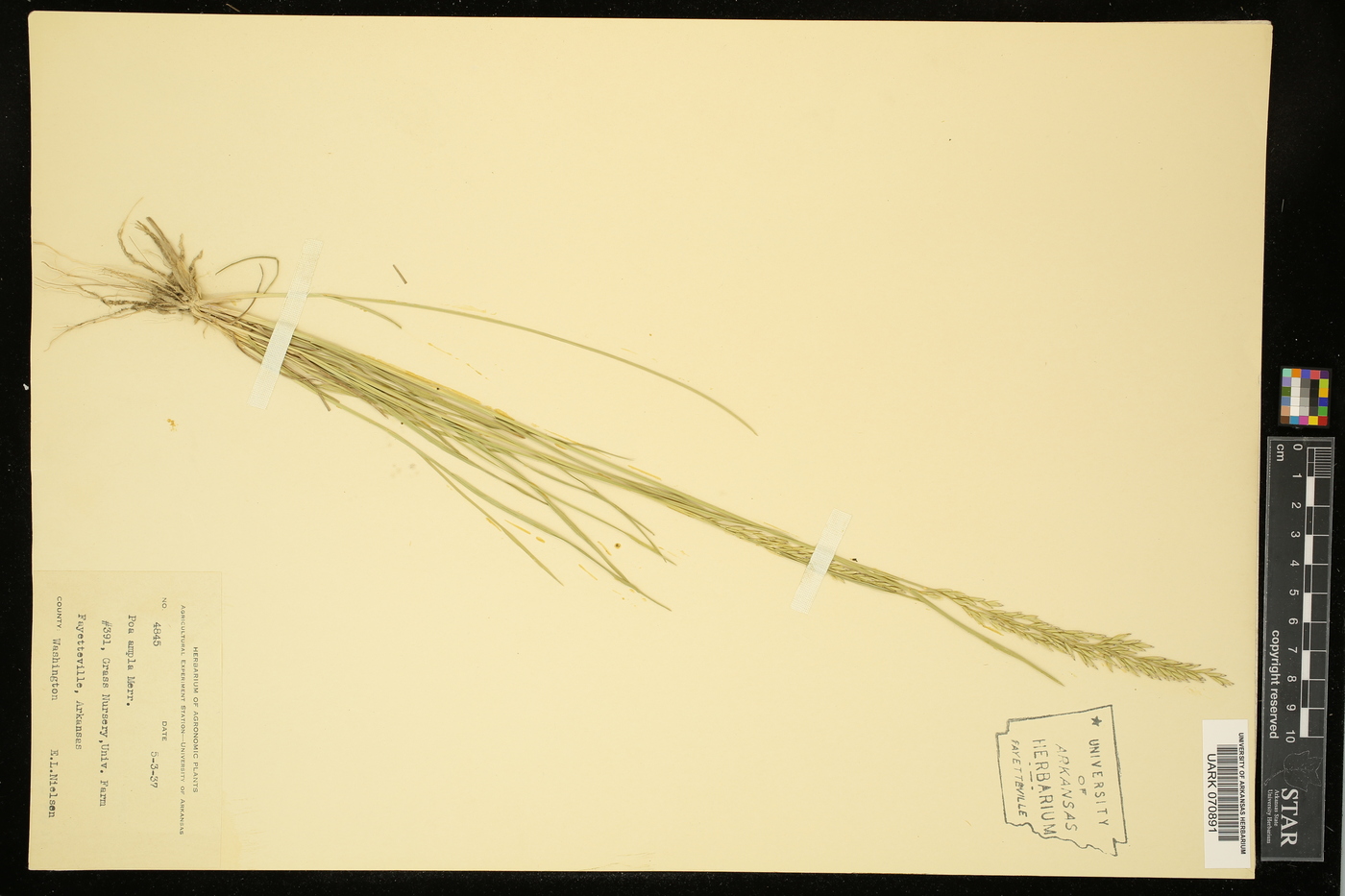 Poa secunda var. ampla image