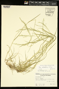 Poa sylvestris image