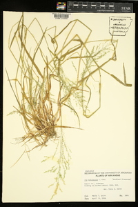 Poa sylvestris image