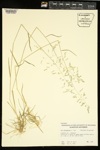 Poa sylvestris image