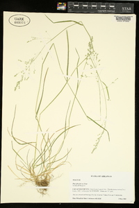 Poa sylvestris image