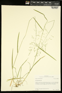 Poa sylvestris image