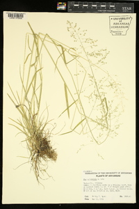 Poa sylvestris image