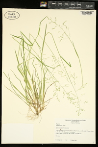 Poa sylvestris image