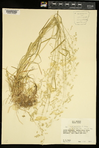 Poa sylvestris image