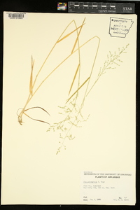 Poa sylvestris image