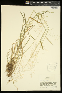 Poa sylvestris image