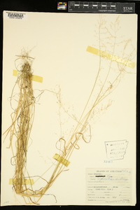 Poa sylvestris image