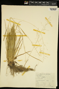 Poa sylvestris image