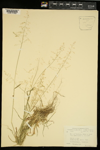 Poa sylvestris image