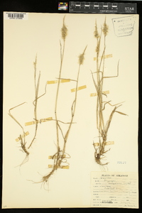 Polypogon monspeliensis image