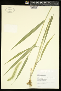 Setaria faberi image