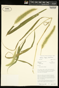 Setaria faberi image