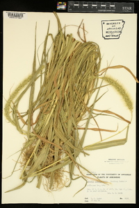 Setaria faberi image