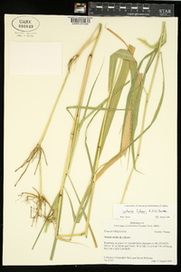 Setaria faberi image