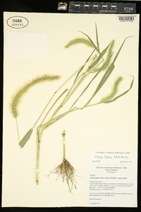 Setaria faberi image