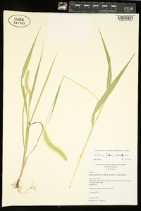 Setaria faberi image