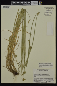 Carex molestiformis image