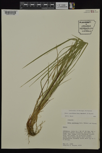 Carex ouachitana image