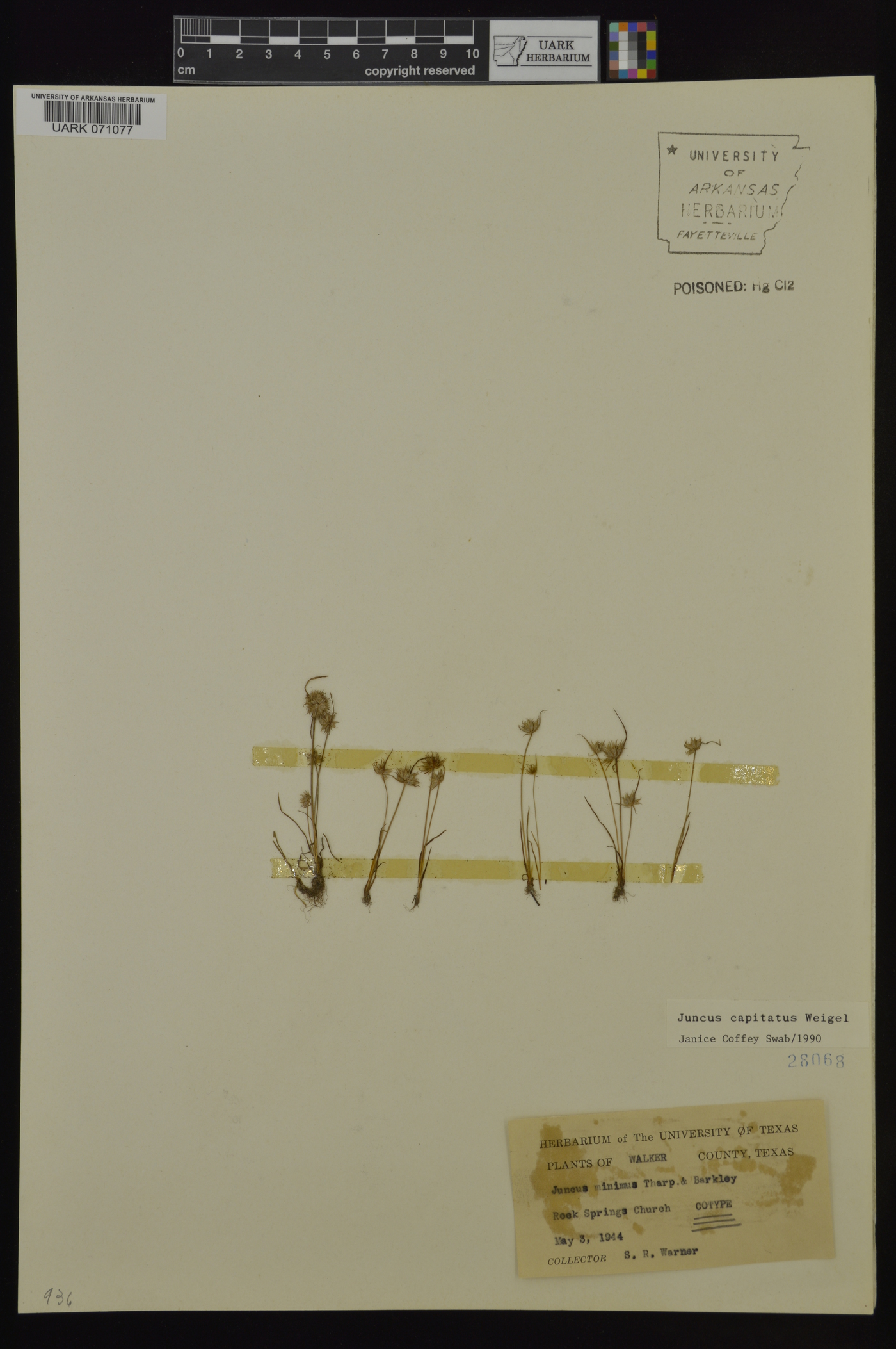 Juncus capitatus image