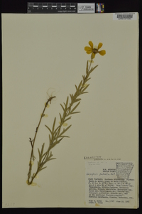 Coreopsis palmata image