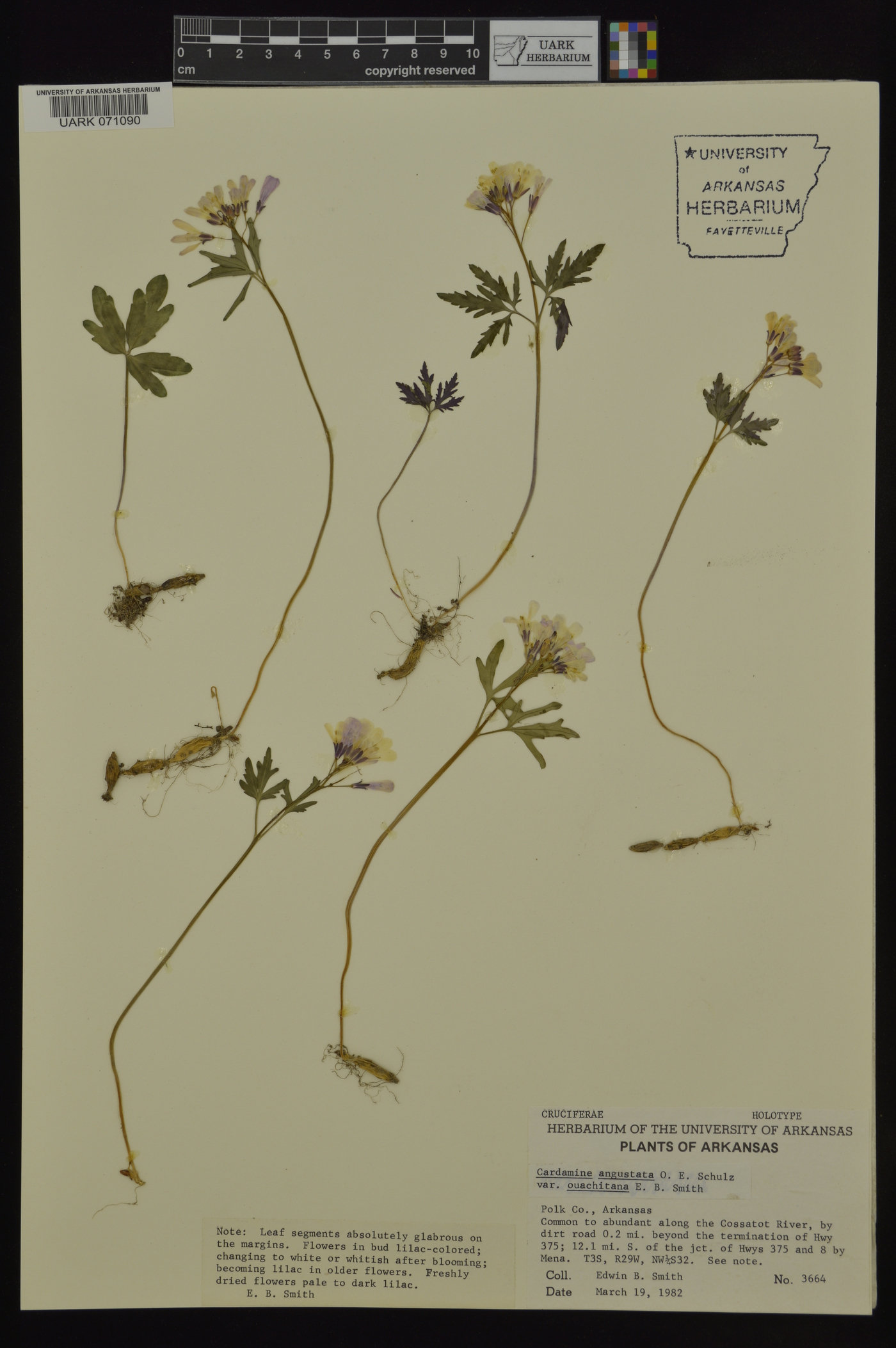 Cardamine angustata var. ouachitana image