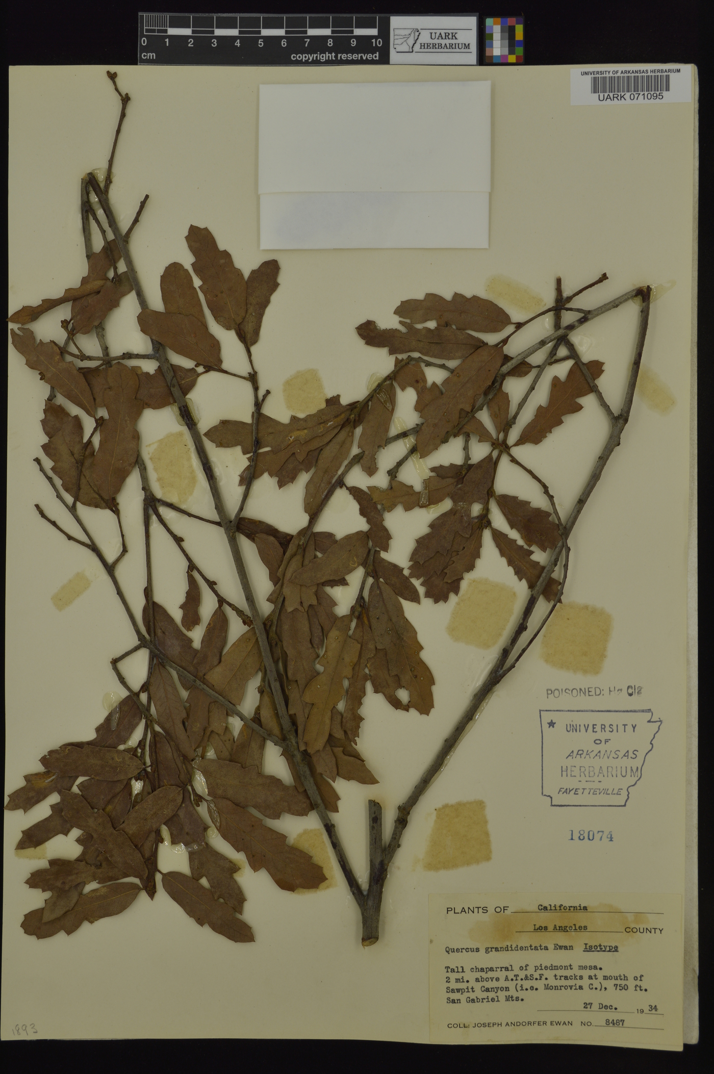 Quercus grandidentata image