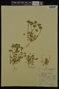 Lamium amplexicaule subsp. amplexicaule image