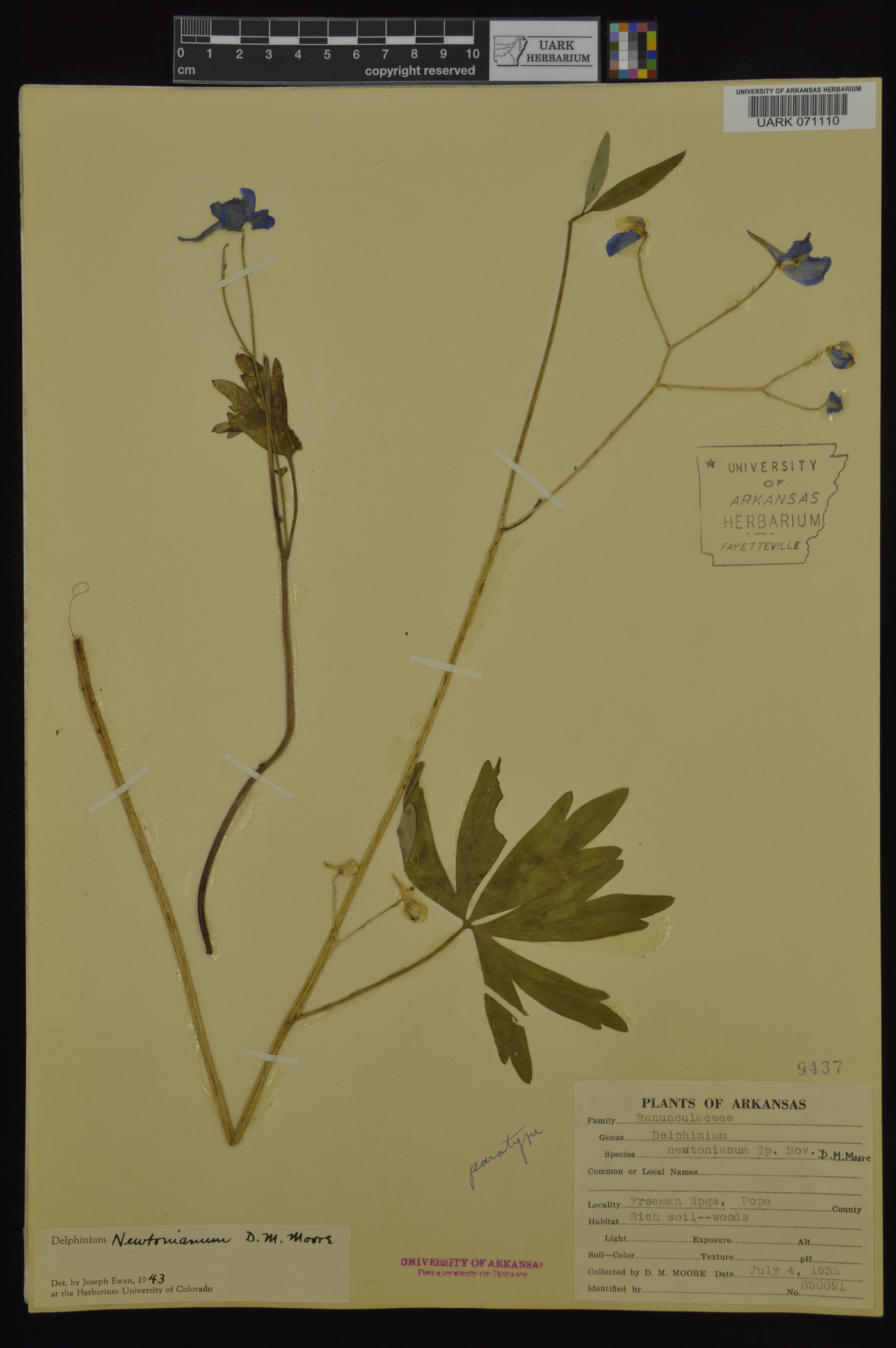 Delphinium newtonianum image