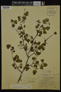 Crataegus ouachitensis image