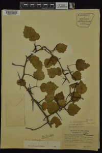 Crataegus ouachitensis image