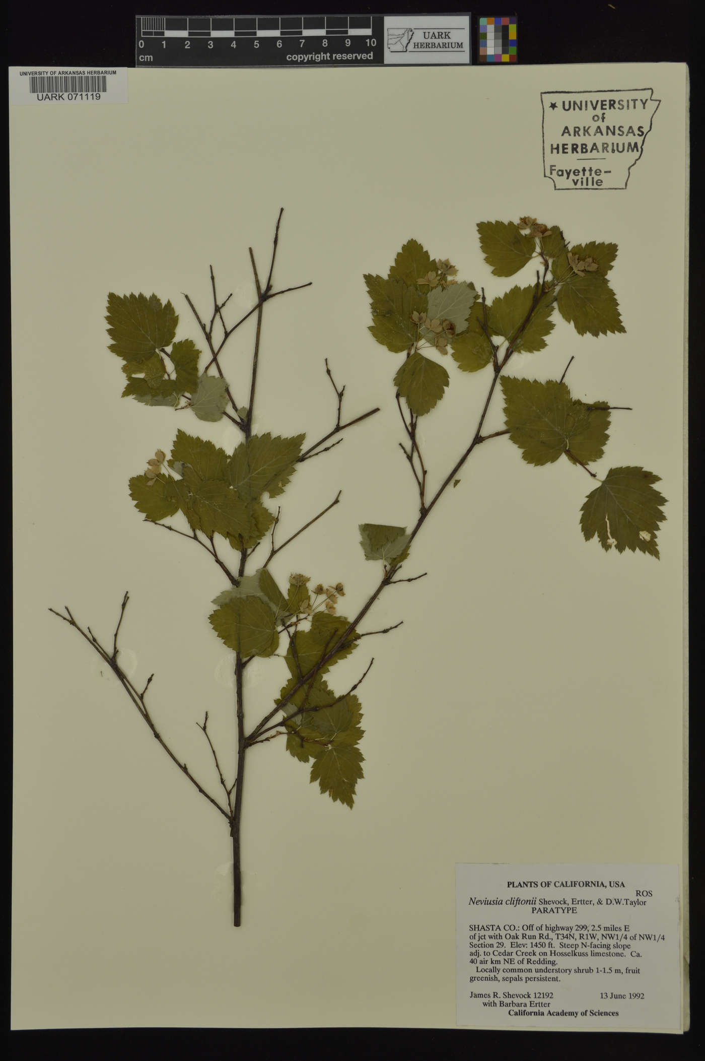 Neviusia cliftonii image