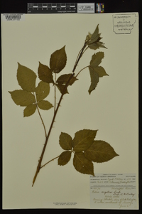 Rubus argutus image