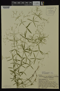 Galium arkansanum image