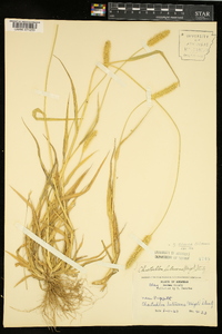 Pennisetum glaucum image