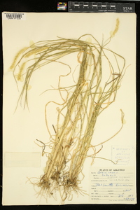 Pennisetum glaucum image