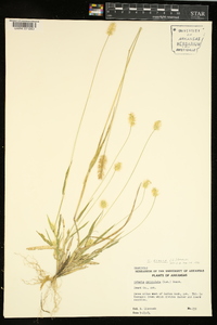 Pennisetum glaucum image