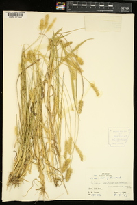 Pennisetum glaucum image