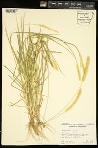 Pennisetum glaucum image