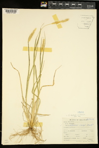 Pennisetum glaucum image