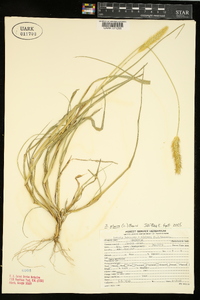 Pennisetum glaucum image