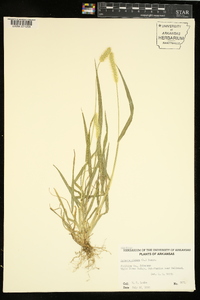 Pennisetum glaucum image