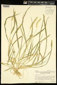 Pennisetum glaucum image