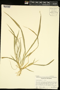 Pennisetum glaucum image