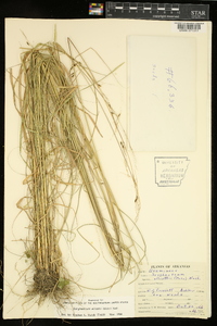 Sorghastrum elliottii image