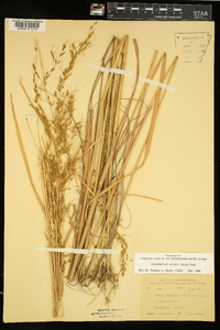 Sorghastrum elliottii image