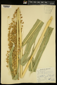 Sorghum bicolor subsp. bicolor image