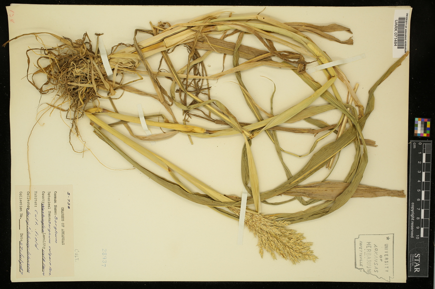 Sorghum bicolor subsp. bicolor image