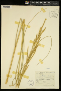 Spartina pectinata image